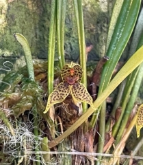 Dryadella simula (mounted)