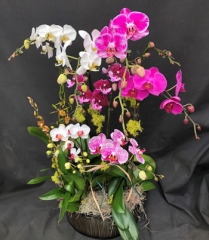 Extra Large Custom Orchid Basket (For Chicagoland Delivery Only)