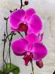 Phalaenopsis Ming Hsing Red Rose 'M194'