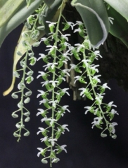Diptheranthus pellucidus (mounted)