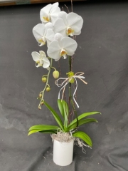 Phalaenopsis White With Ceramic Pot (For Chicagoland Delivery Only)