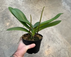 Phalaenopsis White Dream (Double Stem Spike Stage Plant) Bloom in 6 to 8 weeks.