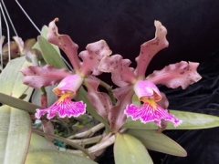 Cattleya schilleriana (mounted)
