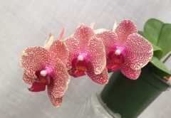 Phalaenopsis I-Hsin Sesame ]