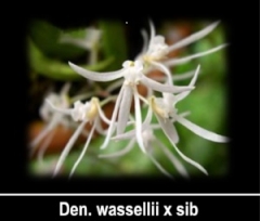 Dockrillia wassellii (mounted)