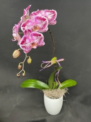 Hausermanns Chicagoland Phalaenopsis Club