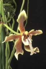 Paraphalaenopsis labukensis (mounted)