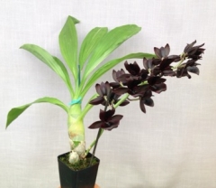 Monnierara Millennium Magic 'Witchcraft' FCC/AOS