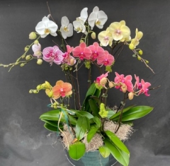 Large Orchid Basket for Local Chicagoland Delivery Only