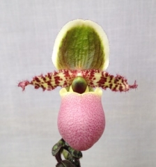 Paphiopedilum