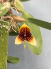 Bulbophyllum pardalotum (mounted)