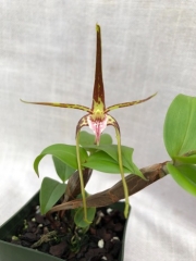 Dendrobium tetragonum (mounted)