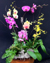 Orchid Gift Arrangements