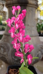 Ascocentrum hendersonianum (mounted)