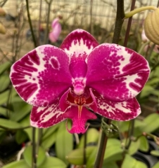 Phalaenopsis Younghome New York
