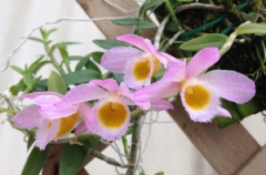 Dendrobium loddigesii (mounted)
