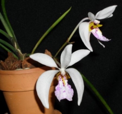 Holcoglossum wangii (mounted)