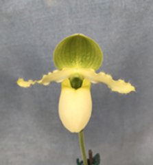 Paphiopedilum primulinum album