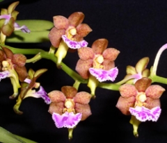 Aerides flabellata (mounted)