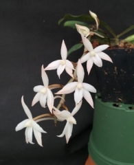 Aerangis biloba (mounted)