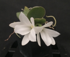 Aerangis fastuosa