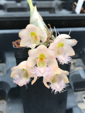 Clowesia Rebecca Northen 'Mikabi'