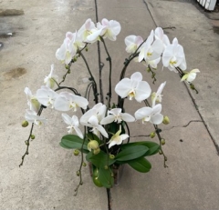 Double Quad All-Around White Phalaenopsis Orchid Arrangement (For Local Chicagoland Delivery Only)