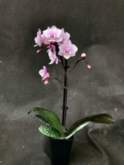 Phalaenopsis Jiaho's Pink Girl *Little Miss