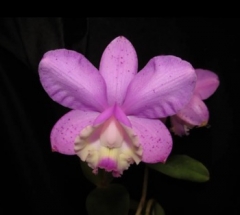Cattleya