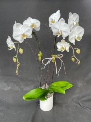 Double Stem White Phalaenopsis with Ceramic Pot (For Chicagoland Delivery Only)