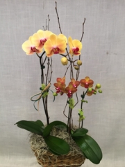 Double Compact Orchid Arrangement (For Chicagoland Delivery Only)