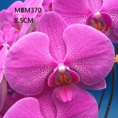 Phalaenopsis Friends Sparkling Wine 8(15s)