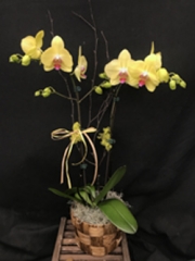 Fuller's Sunset Double Orchid Arrangement (For Chicagoland Delivery Only)