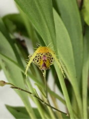 Scaphosepalum fimbriatum