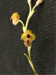 Scaphosepalum ochthodes