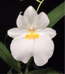 Miltonia Snow Charm *Mauna Kea* AM/AOS