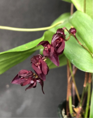 Pleurothallis rowleei Dark