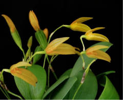 Pleurothallis corniculata (mounted)