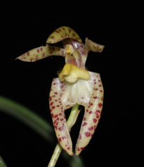 Bulbophyllum