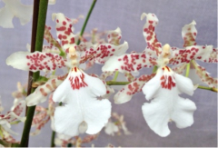 Oncidium Speckled Spire