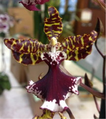 Odontocidium Everglades Elegance *Nancy Lee