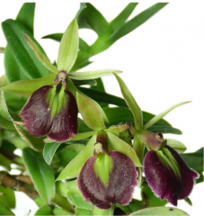 Epidendrum Panama Ruby (mounted)