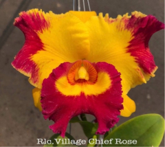 Blc. Village Chief Rose