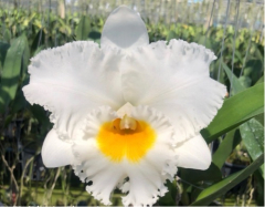 Blc. White Castle *PK