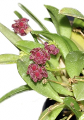 Platystele umbellata (mounted)