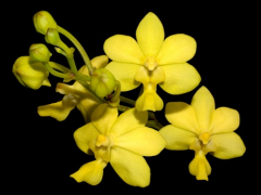 Vanda