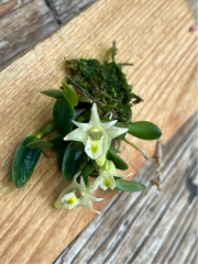 Dendrobium