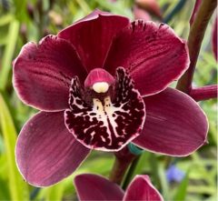Cymbidium Black Cloud