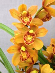 Cymbidium Enzan Forest *Majolica