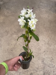 Dendrobium Spring Dream 'Apollon'